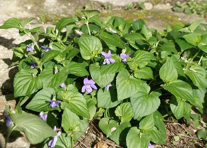 Gospodarstwo wiejskie Casa Do Moleiro